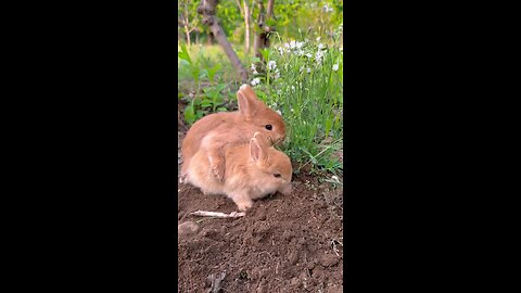 cute rabbit and Pappy cute pet's lovers 😍