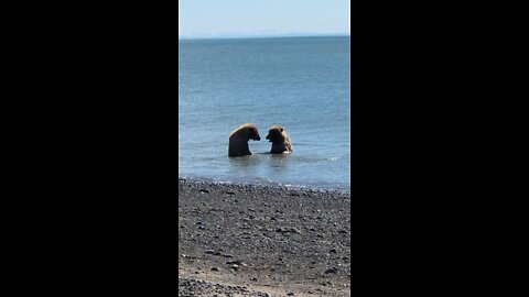 2 Black Bears playing in the water at the beach