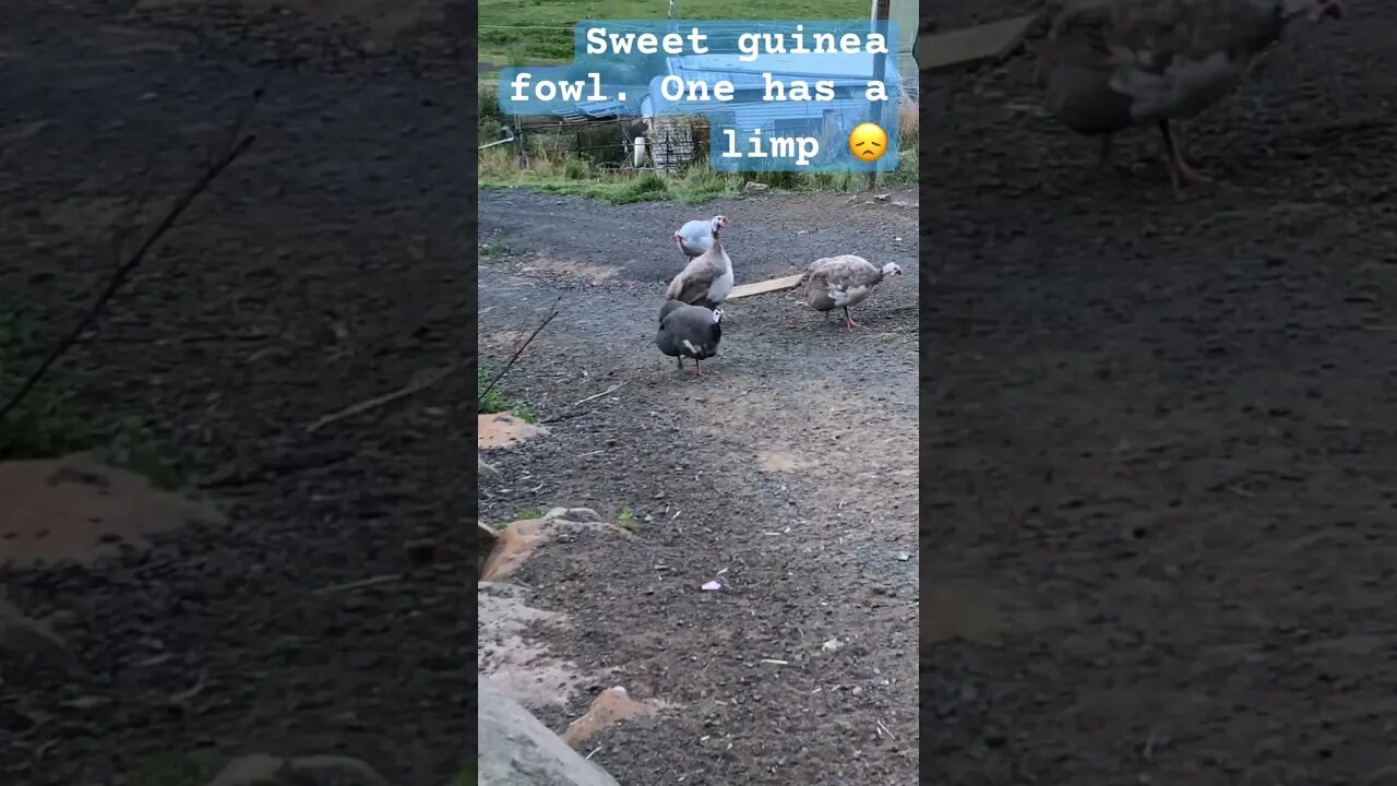 Our sweet guinea fowl. One has a limp 😞 #freerange #guineafowl