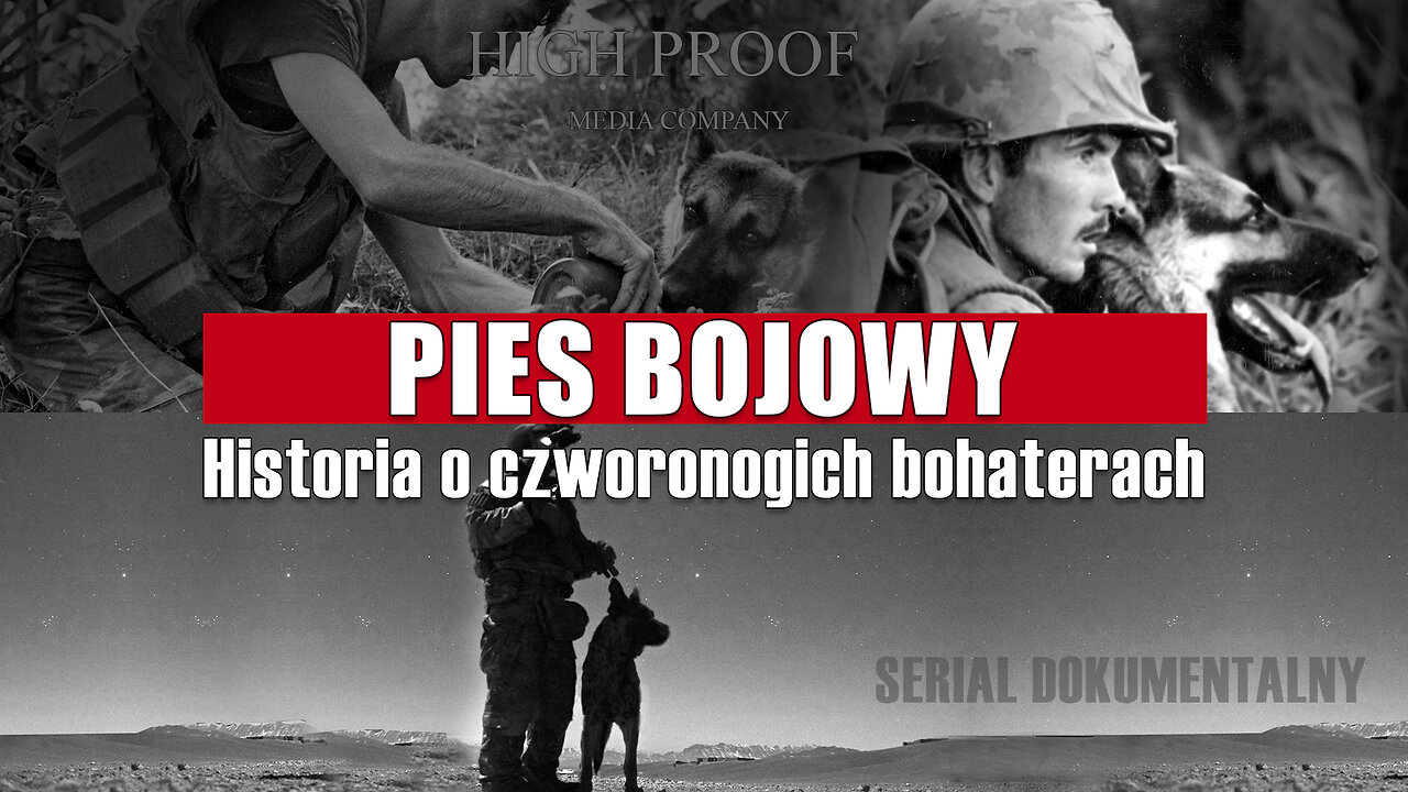 Psy bojowe - historia czworonogich bohaterów (4K). #wojsko #psy