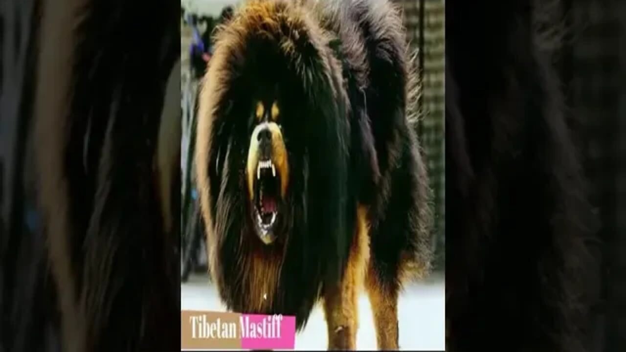 animals