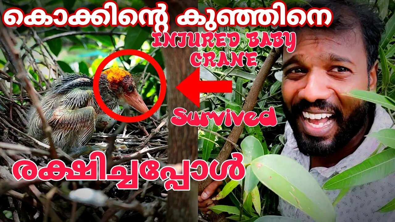 Injured baby crane Survived🔥🔥We helped for the survival of a baby crane| കൊക്കിന്റെ കുഞ്ഞിനെ രക്ഷി