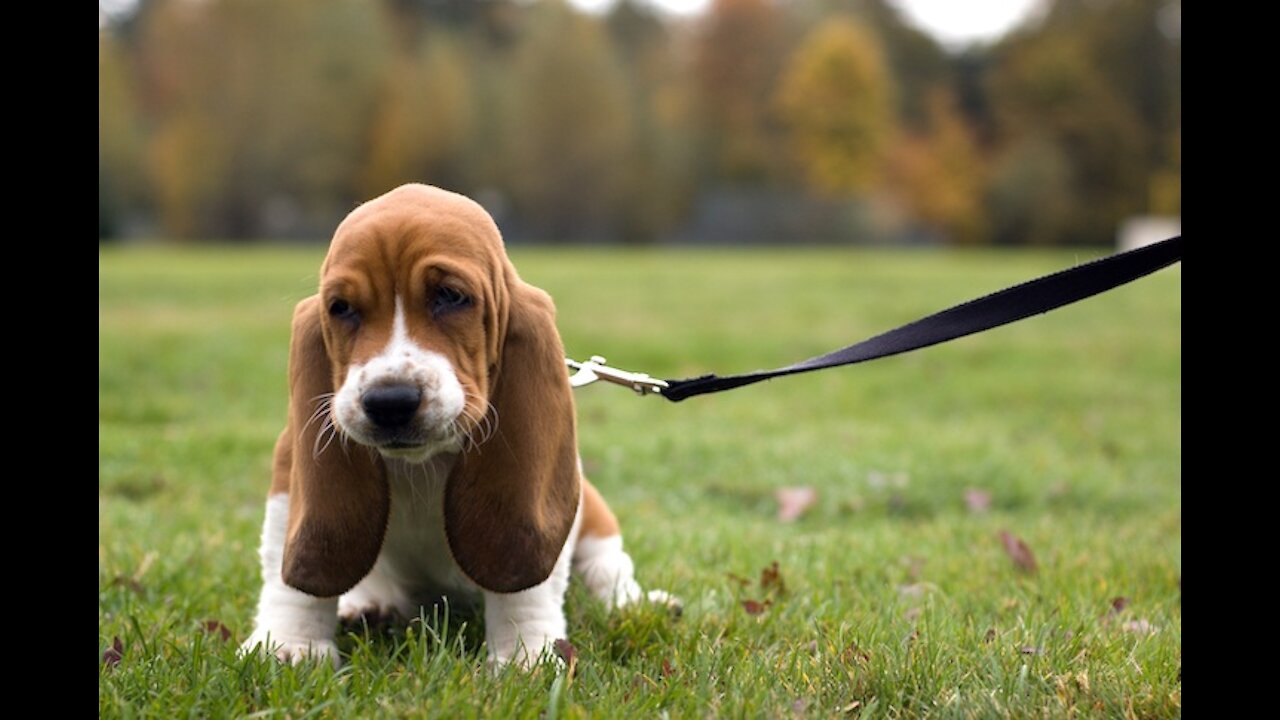 HOW TOO SAFELY TRAIN YOUR'RE DOGS COMPLETELY OFF LEASH!