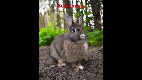 Rabbit sound effects - honking, screaming, eating, thumping