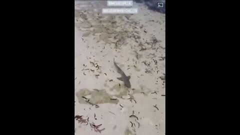 Barracuda attacks a Shark