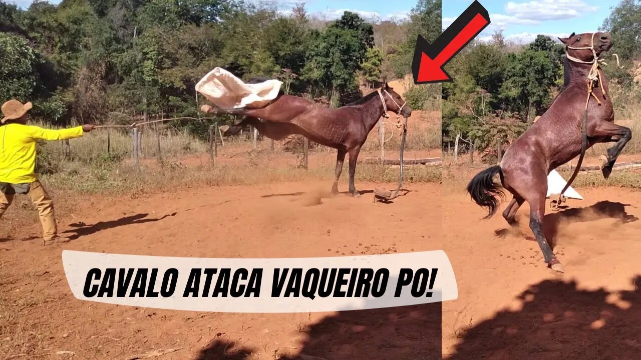 CAVALO ATACA VAQUEIRO PO - OLHA A VALENTIA