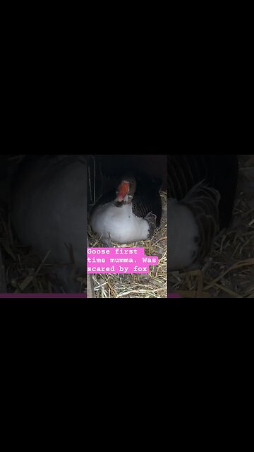 Goose returns to nest after being scared by fox #pilgrimgeese #geese