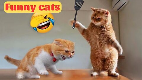 Funny animal 2023 - Funny cats and cute kittens playing 💘💖😻