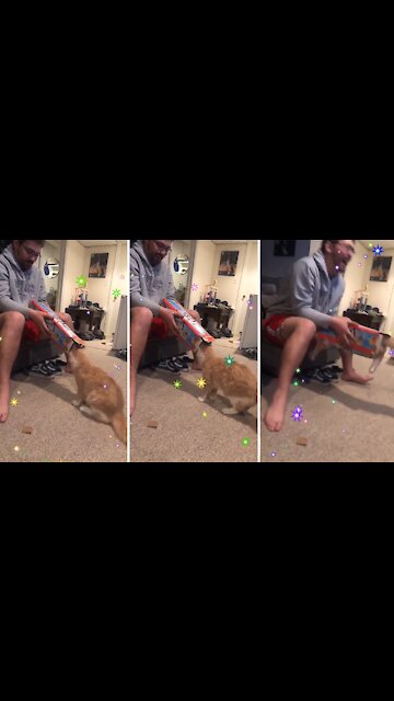 Cat Loves Cardboard Box So Much That She Jumps Right In It