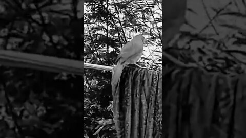 birds clip natura lover 🥰🤣🙋 #shorts #viral #video #natural