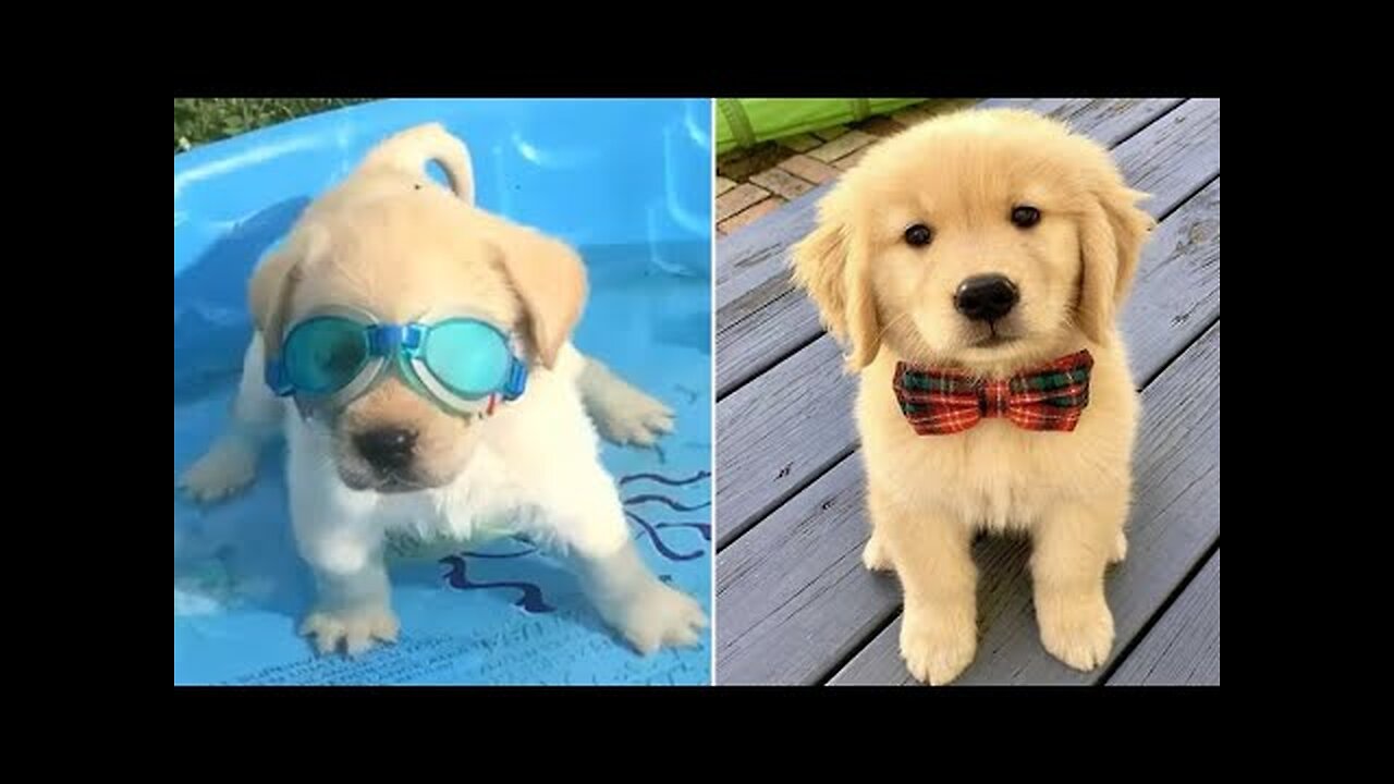 Funniest & Cutest Golden Retriever Puppies Part 1