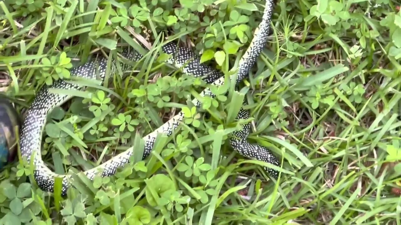 Snake eats a snake