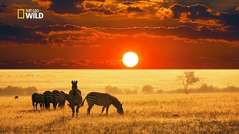 Wild Africa: Savannah Life - A National Geographic HD Documentary