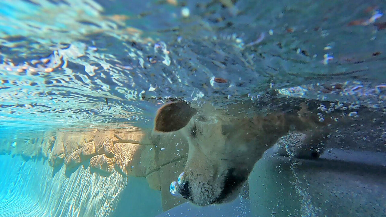 Golden Retriever's Rock Diving Fun Is Interrupted By Great Dane Puppy