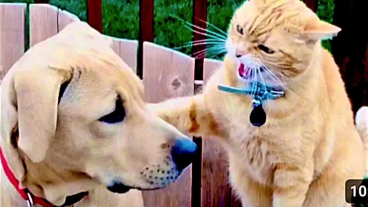 Cats vs Dogs Fighting - Funny Cats and Dogs Compilation || PETASTIC 🐾#cat