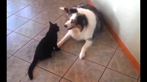 Dogs vs. Cats Epic Clash Compilation!