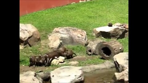 Otters chasing a Butterfly