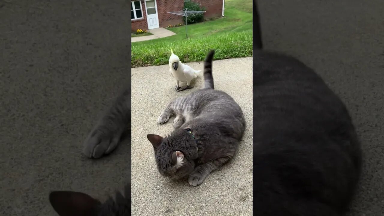 Leave my tail alone! #cutepets #shorts #parrot #cockatoo #cat #everett