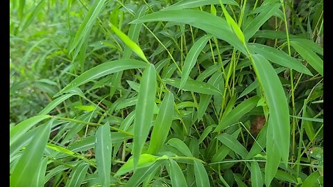 Japanese Stiltgrass: the Weed from Hell!!