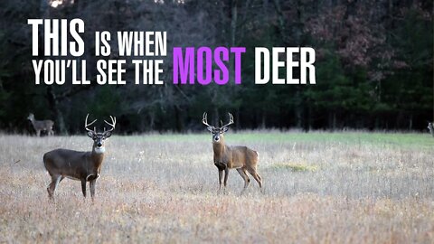 The Best Predictor of Deer Movement