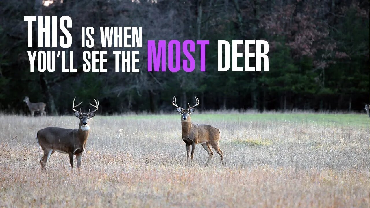 The Best Predictor of Deer Movement