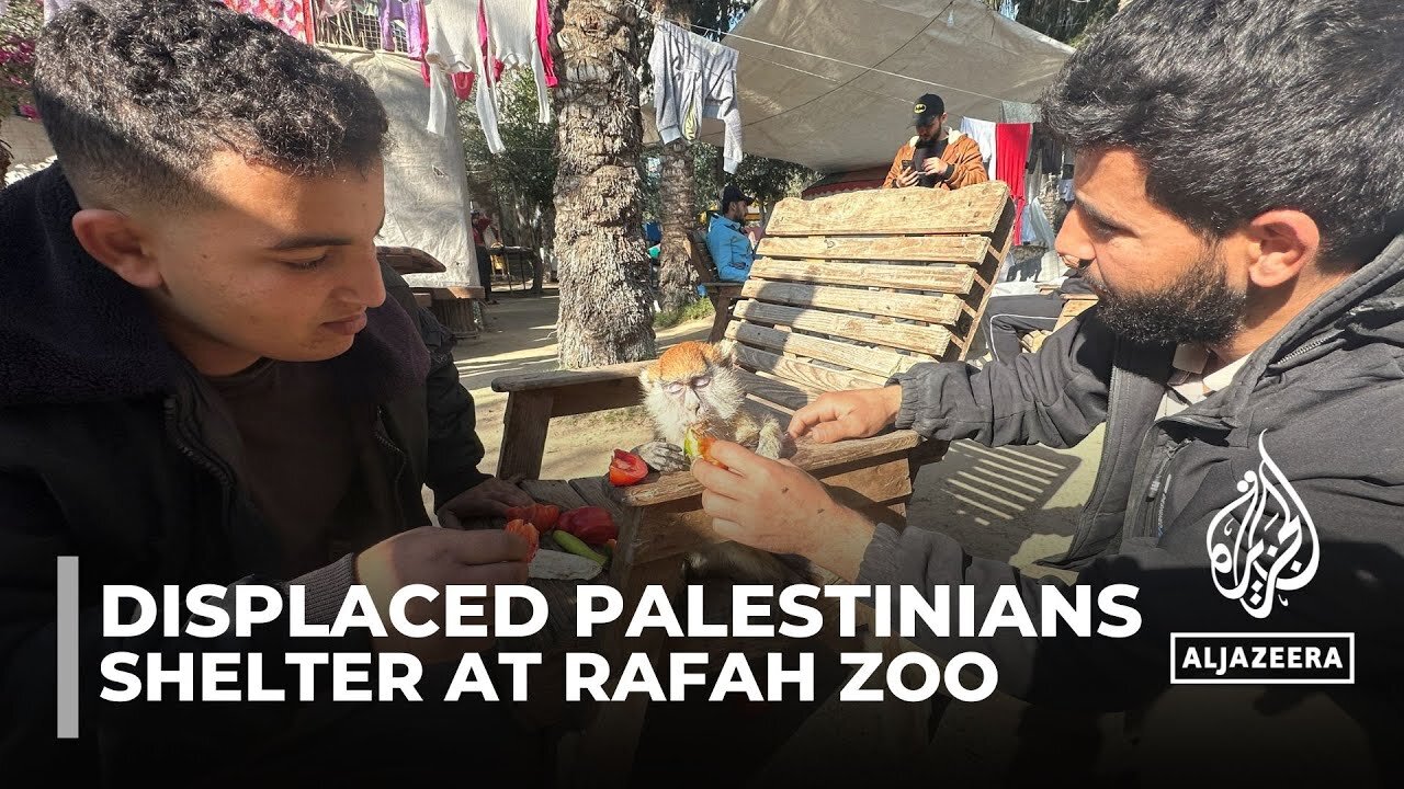 Palestinians shelter among starving animals at forlorn Rafah zoo