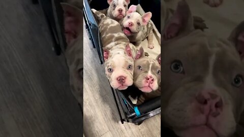 os pitbulls mais fofos da internet