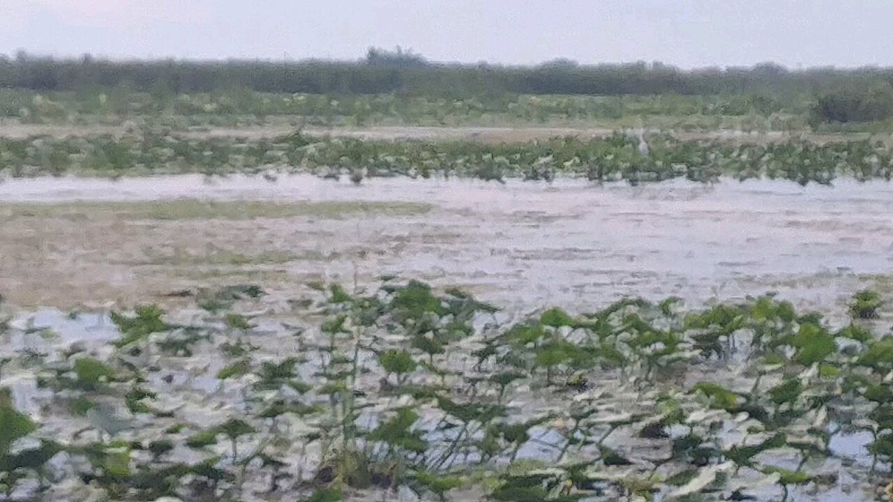 Airboat Ride 🐊