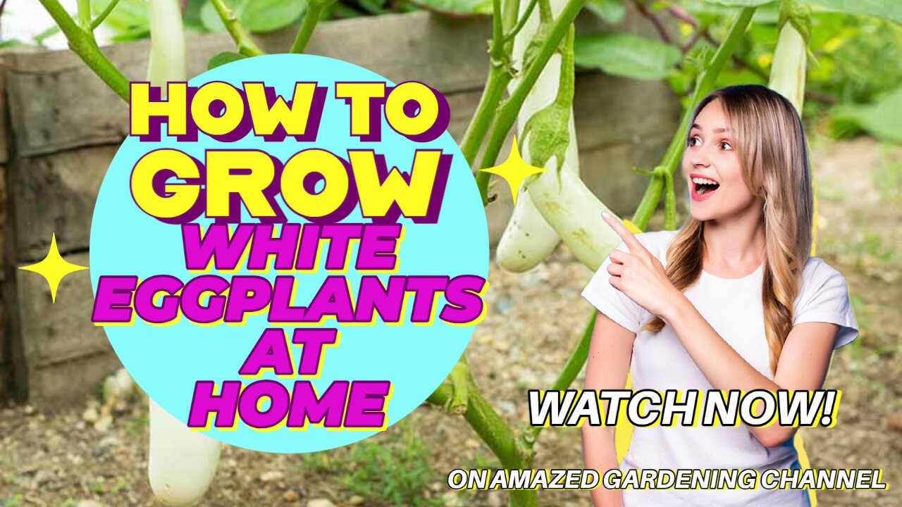 How to Grow White Eggplants at home in Plastic Boxes I Amazed Gardening I Simple Tips to Grow I How