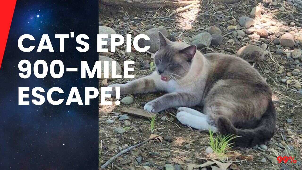 Feline Odyssey: Cat's 900-Mile Mystery Trek