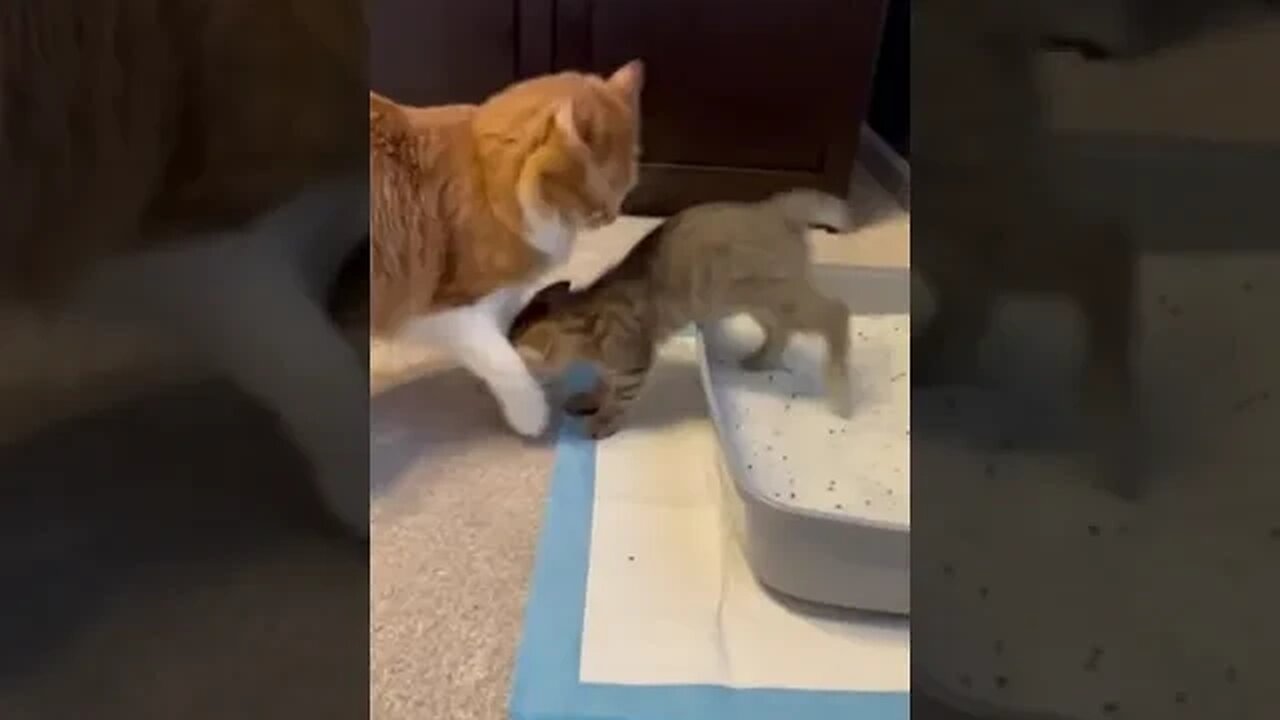 Cat playing with each other part 1 #videos #viral