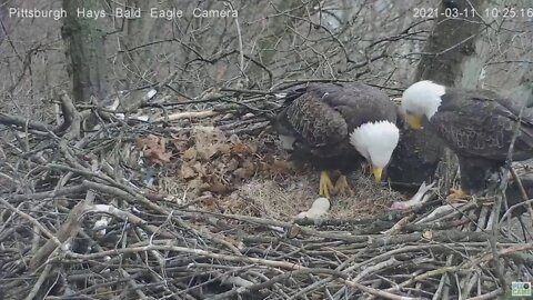 Hays Eagles Dad brings Mom gift fish 2021 03 11 10:23AM