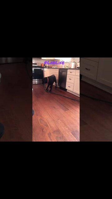 The Labrador wants what the Labrador wants. #LabLife #Shorts