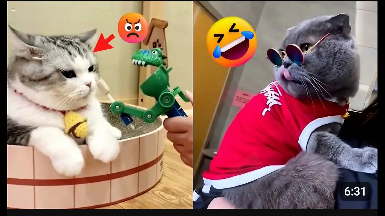 Funniest Animals 2024 & Funny Animal Videos Cats and Dogs Funny Animals' World 🤣🤣🐕🐈‍⬛