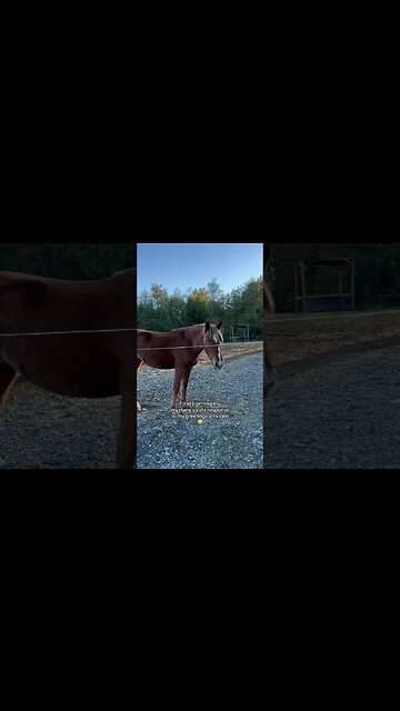 Sweet Response From A Mustang Horse