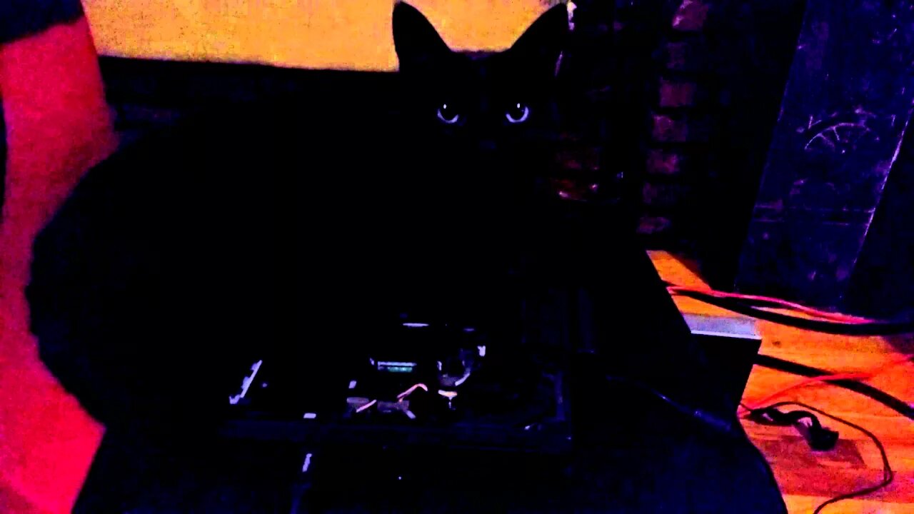 Blackberry the cat answers a question on ESD safety.