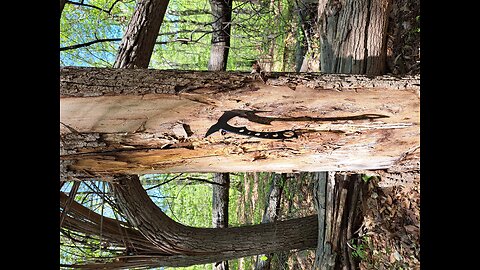 Backwoods Ax-Throwing