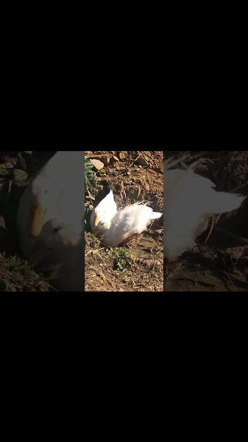 Young pekin ducks play in muddy puddle