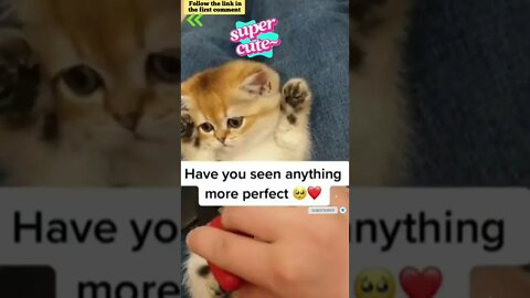 cute cat videos 😹 funny videos 😂 738 😻 #shorts #shortsfunny #cutecat #funnycat #catvideos #catscare