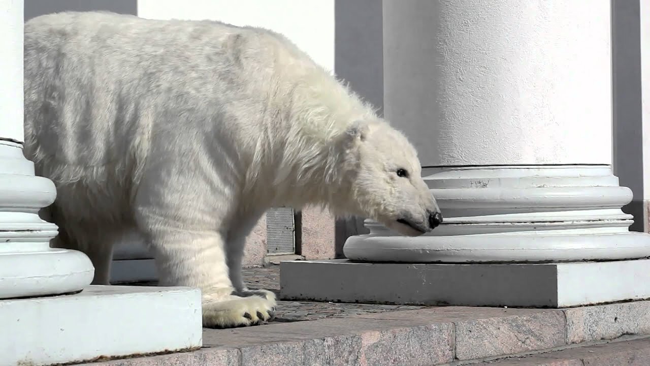 Paula the polar bear in Helsinki, Finland