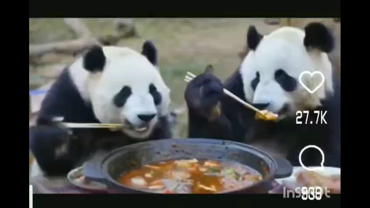 authentic Chinese pandas