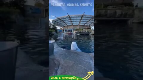 BALEIA BRANCA JOGANDO AGUA #shorts #planetaanimalshorts #animals