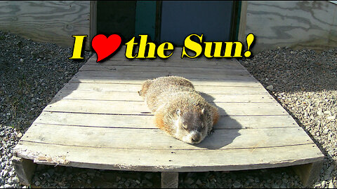 Woodchuck Sunning On His Porch