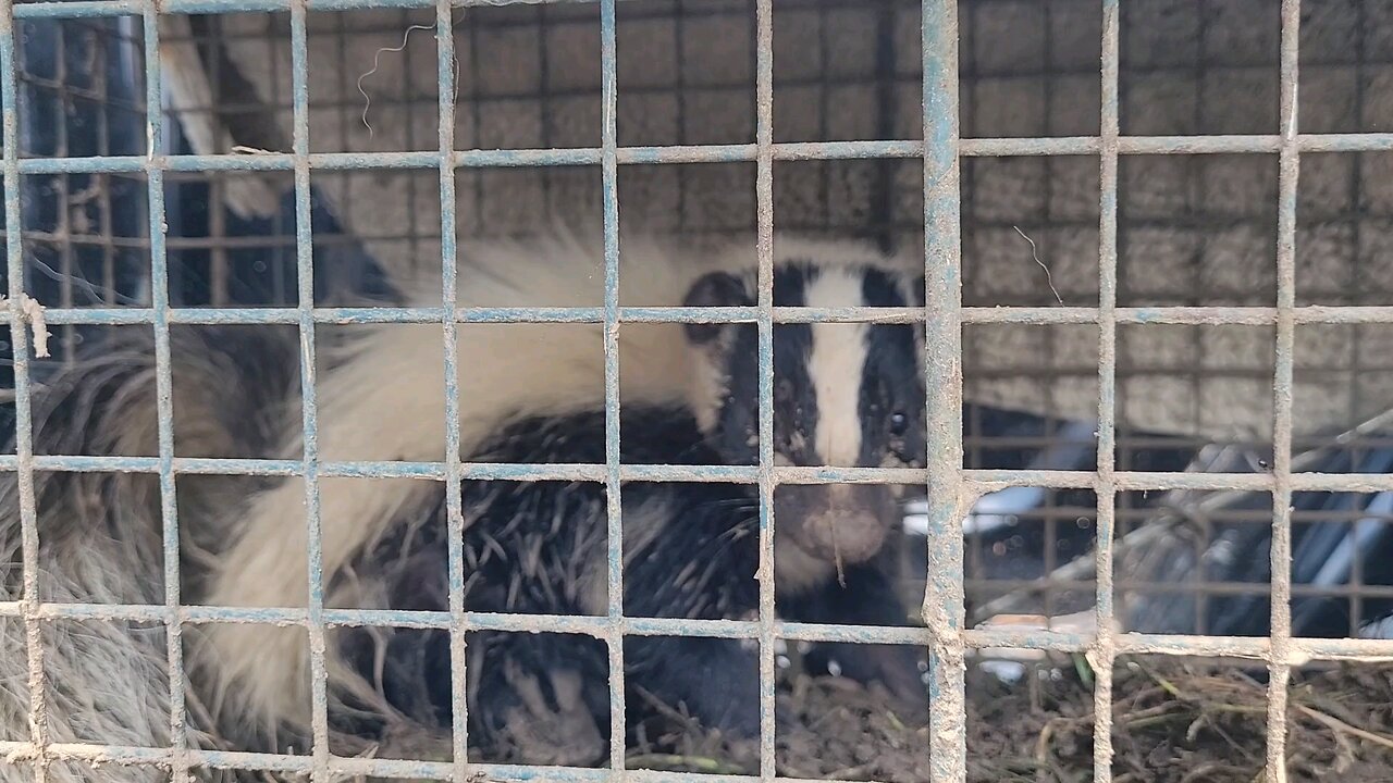 Skunk aka Mephitidae - Okmulgee, OK - 🦨🦨🦨