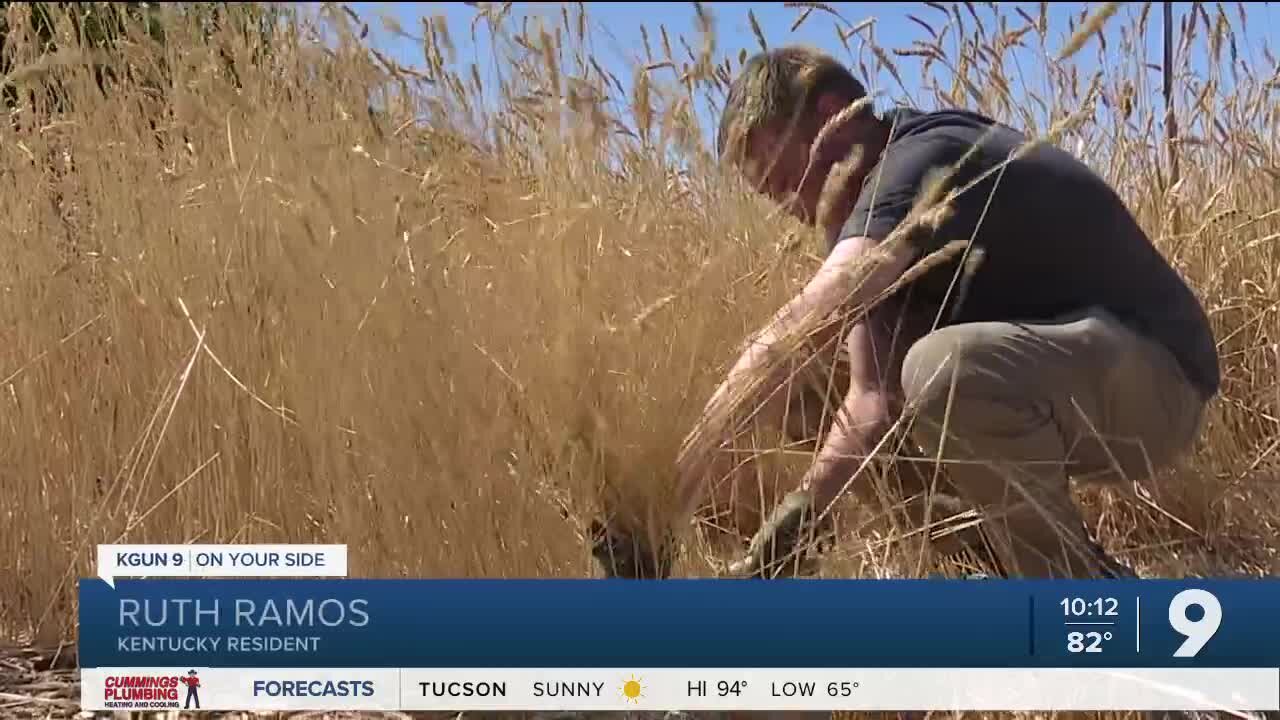 San Ysidro Festival: Bringing back wheat farming traditions from Sonoran fields to Tucson