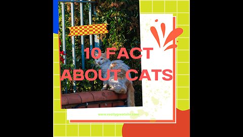 ___10 FACT ABOUT CATS //////