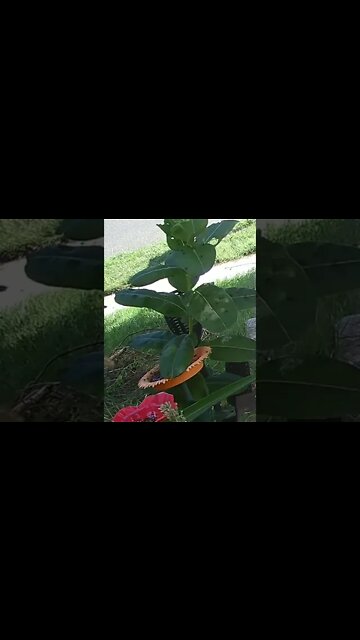 Why Are there Flies All Over The Milkweed??? #Shorts 🤔