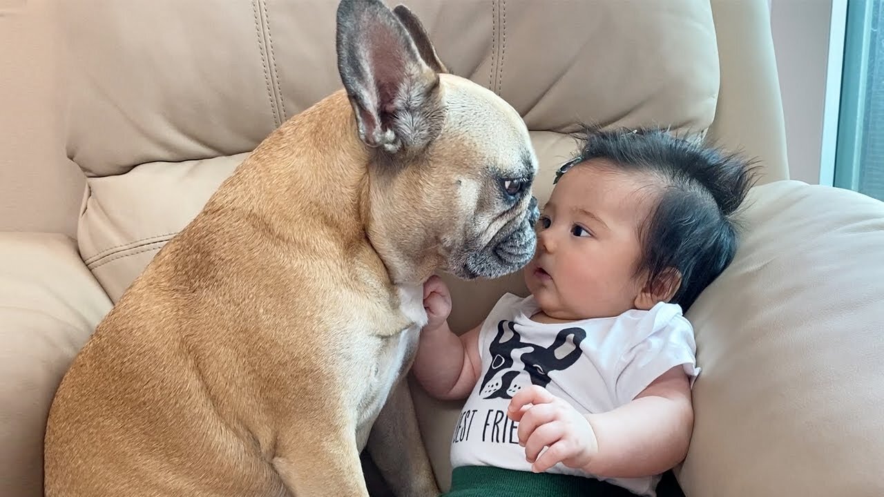 My Dog Loves Our Baby