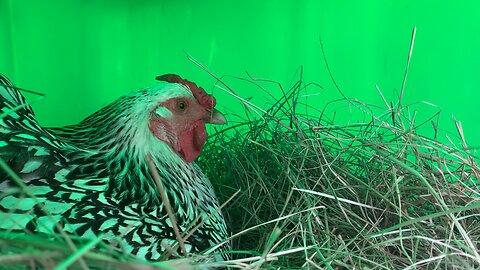 Egg Laying ASMR w/ Buttercup