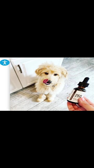 Hemp-Infused Pet Products For Your Beautiful Dogs and Pets! See How Wonderful A Team Mate's Dog ❤